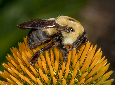 The Great Georgia Pollinator Census